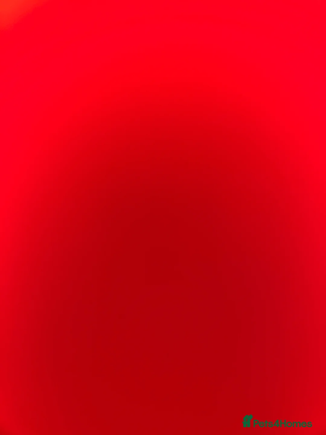 Cavapoochon dogs for sale: Three Cavapoochon Boys left - Advert 16