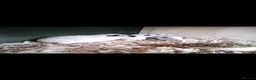 Guinea Pig rodents for sale: Himalayans Sows and California boys  - Advert 1