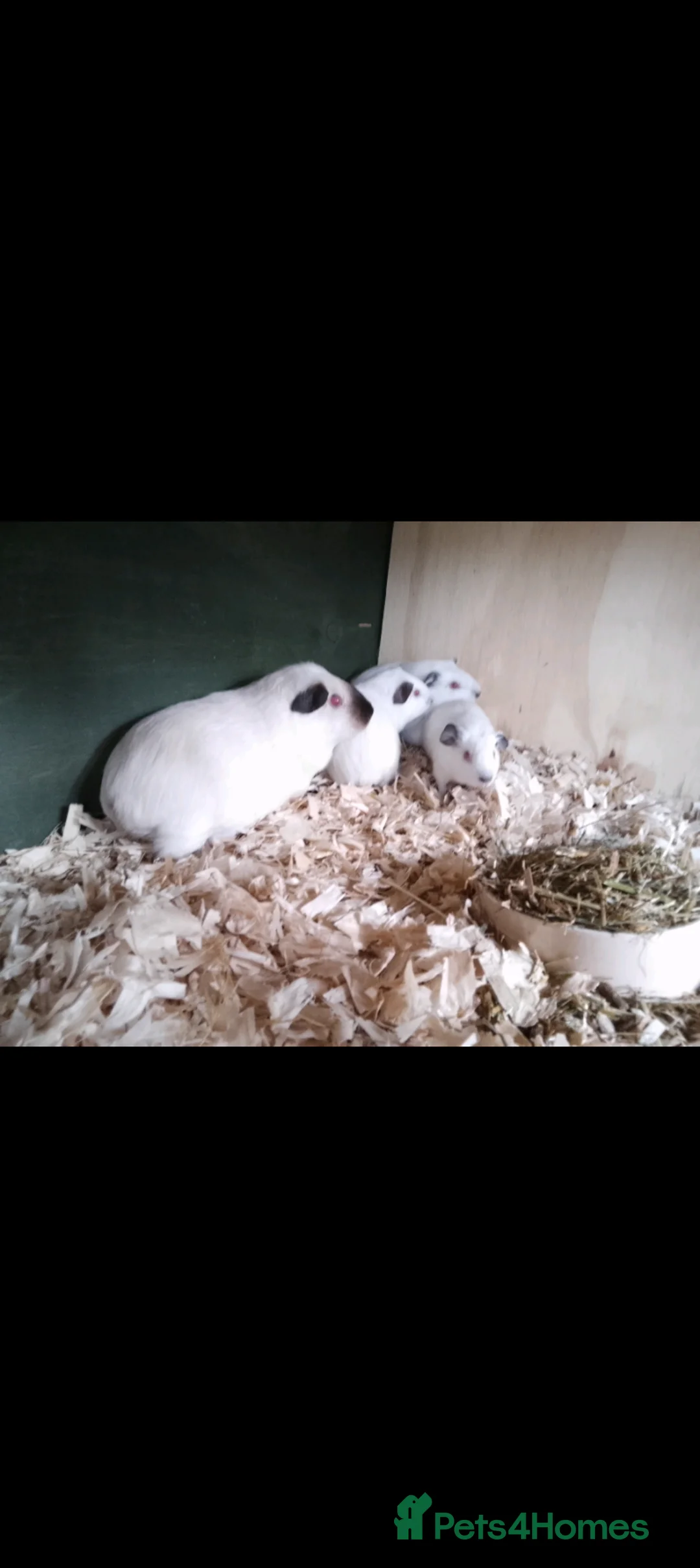 Guinea Pig rodents for sale: Himalayans Sows and California boys  - Advert 1