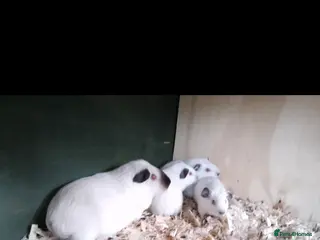 Guinea Pig rodents for sale: Himalayans Sows and California boys - Advert 1
