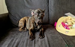 French Bulldog dogs for sale: (Reduced price)Adorable French bulldog Puppy in Bicester - Image 11
