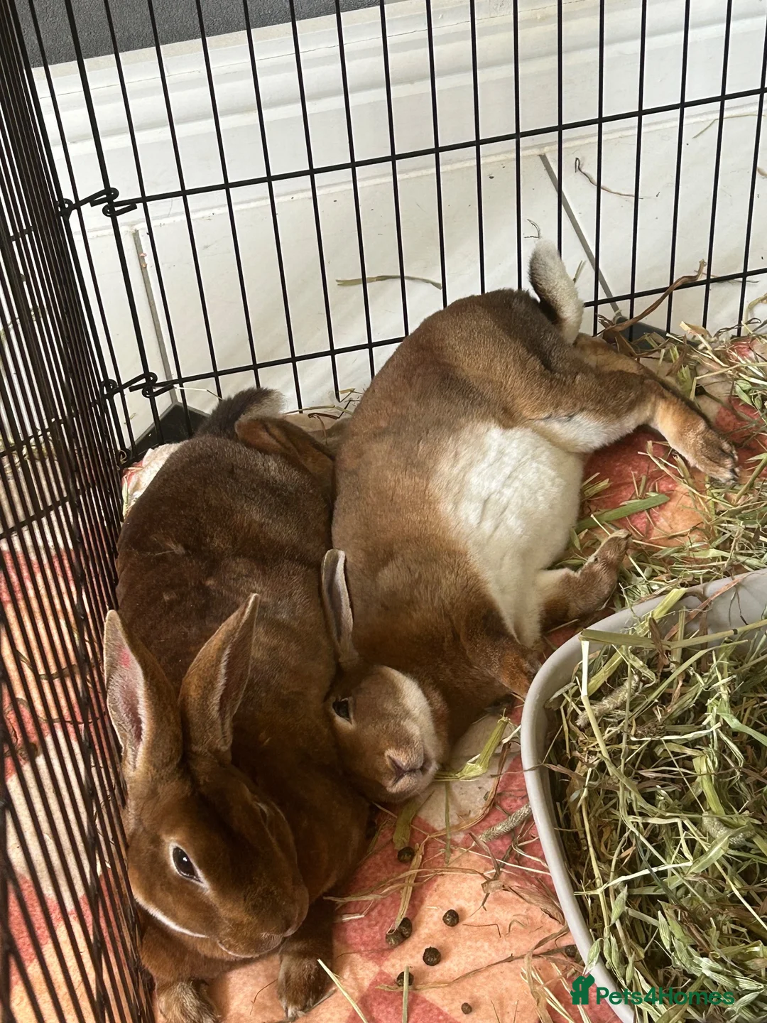 Rex rabbits for sale: Gorgeous neutered & vaccinated mini Rex  - Advert 2