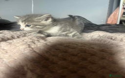 Mixed Breed cats for sale: Beautiful grey kittens - Image 17