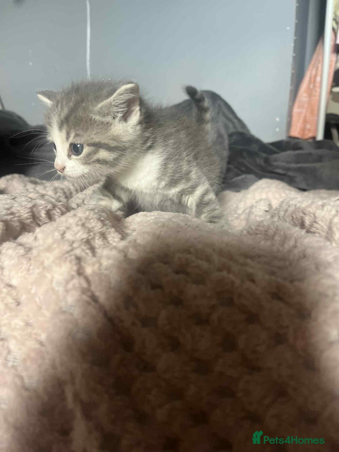 Mixed Breed cats for sale: Beautiful grey kittens - Image 17