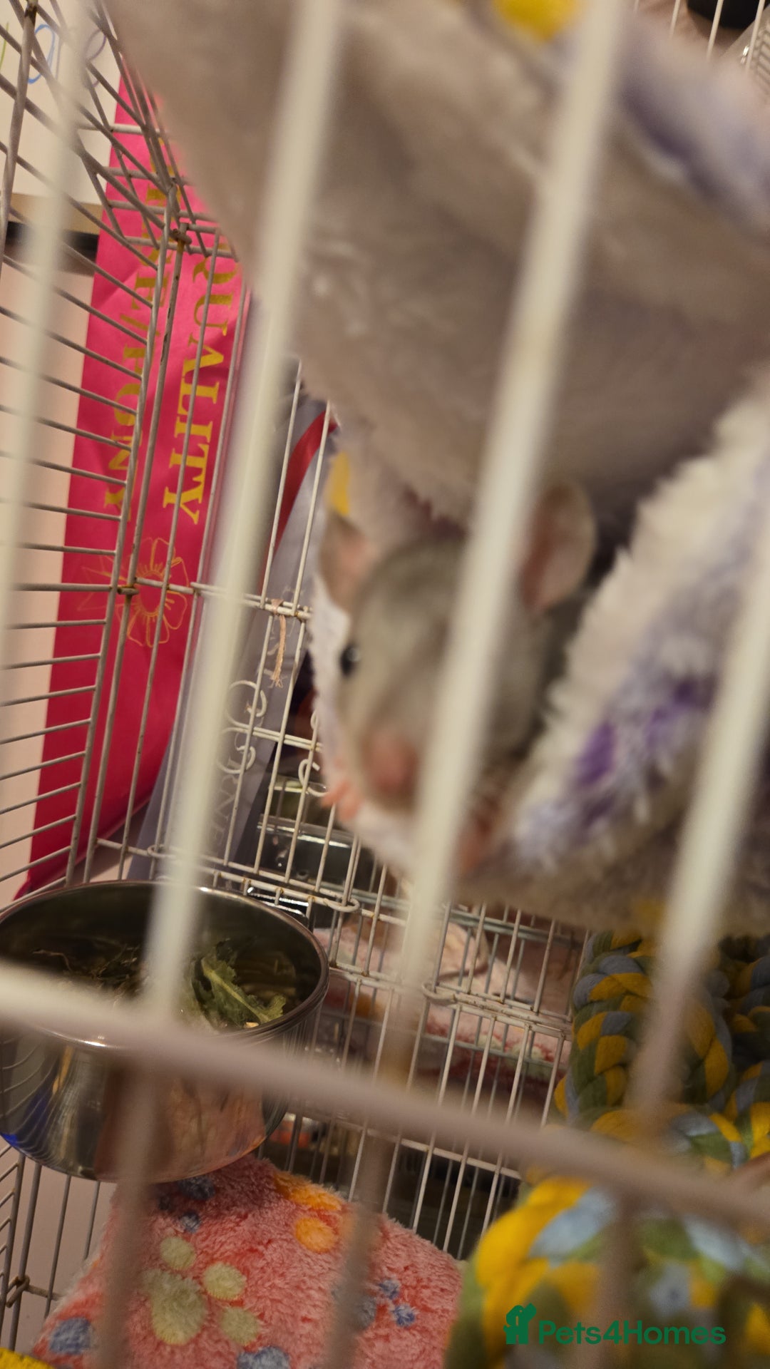 Rat rodents for sale: 4 female rats with cage - Image 2