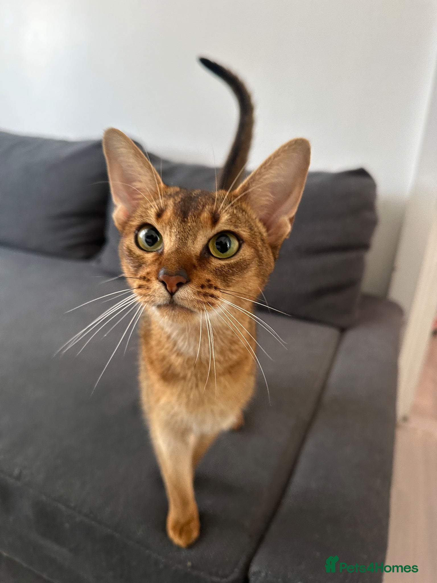 Abyssinian cats Queen 1 year and half old - Advert 12