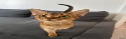 Abyssinian cats for sale: Queen 1 year and half old in London - Advert 1