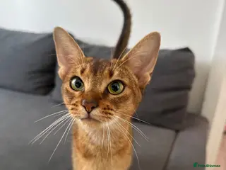 Abyssinian cats Queen 1 year and half old - Advert 5