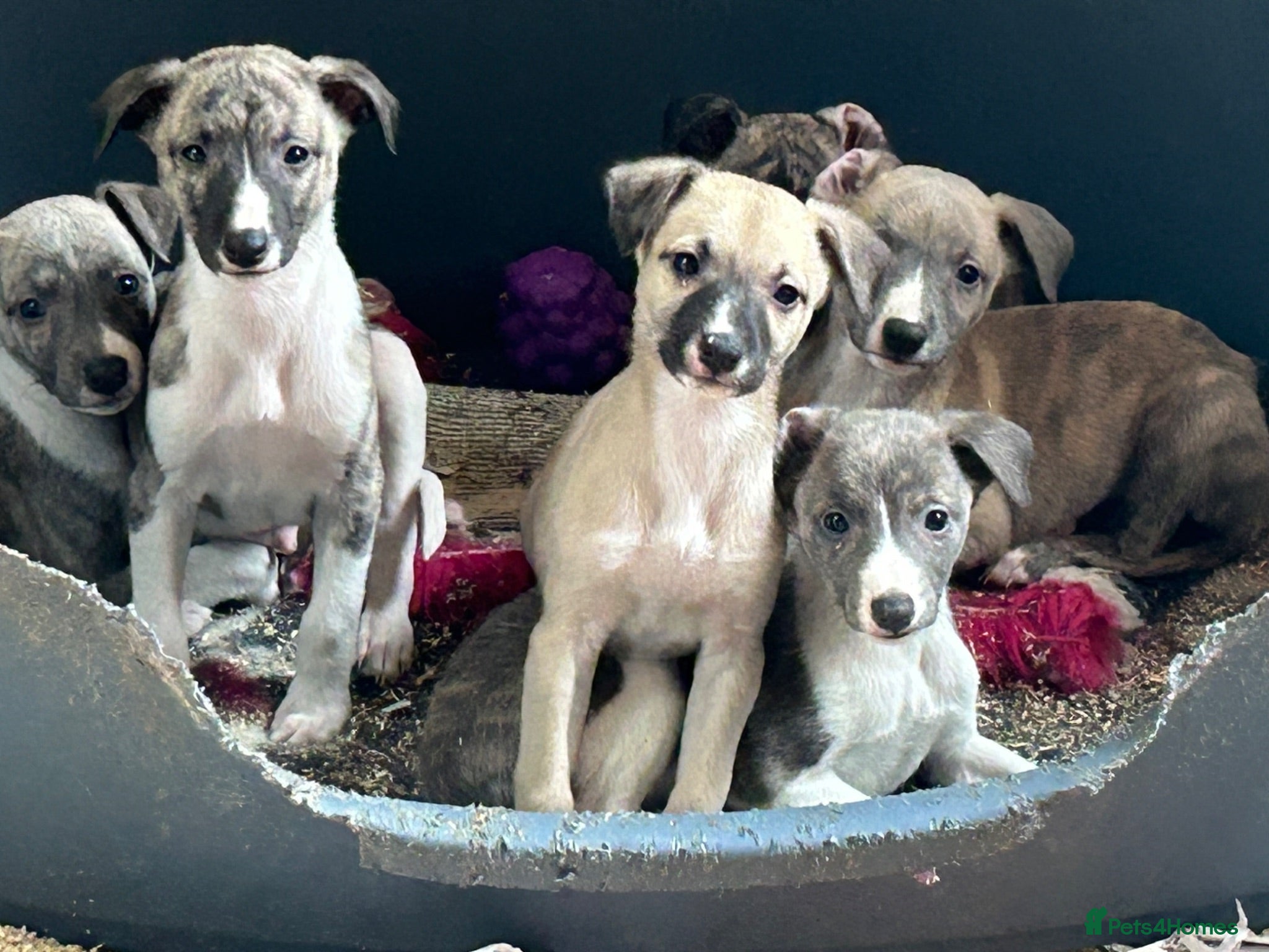 Whippet dogs  3 Male whippet pups available  - Advert 2