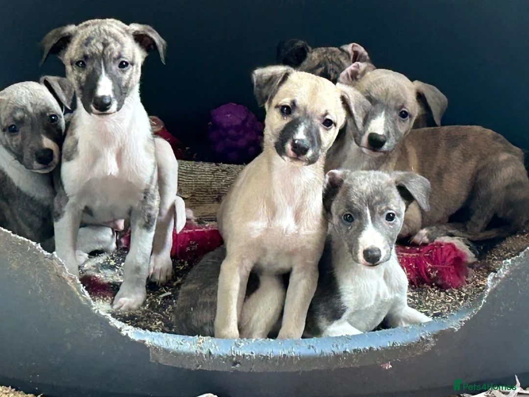 Whippet dogs for sale:  3 Male whippet pups available  - Advert 1