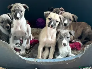 Whippet dogs 3 Male whippet pups available - Advert 2