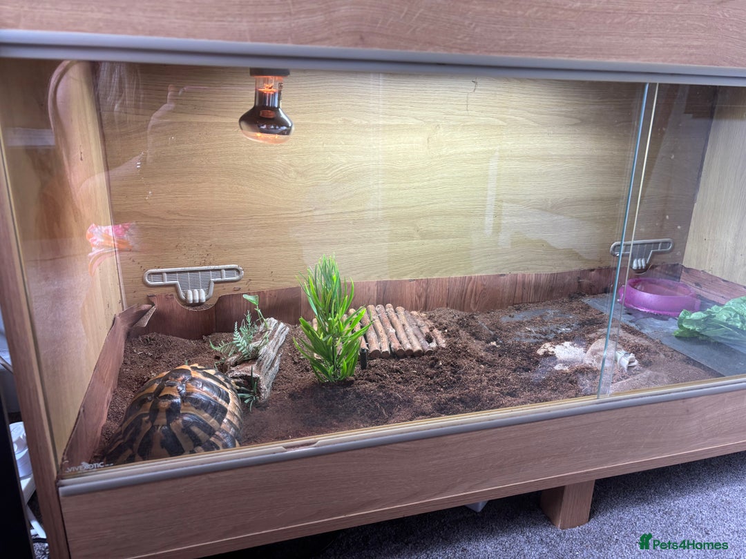 Hermann Tortoise reptiles for sale: Girl Hermann tortoise with full vivarium set up - Image 4