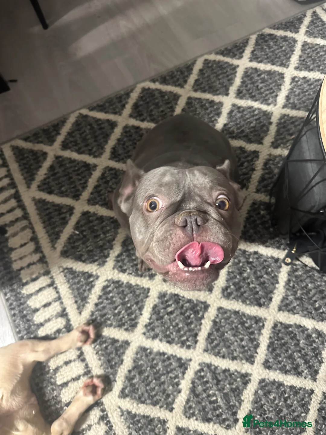 French Bulldog dogs for sale: Queen Frinchie - Advert 1