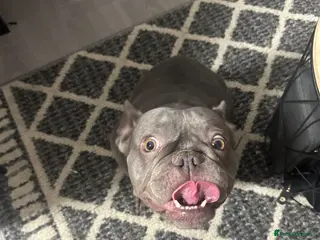 French Bulldog dogs Queen Frinchie - Advert 7