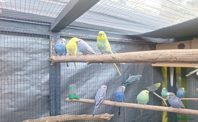 Budgerigars birds - Advert 5