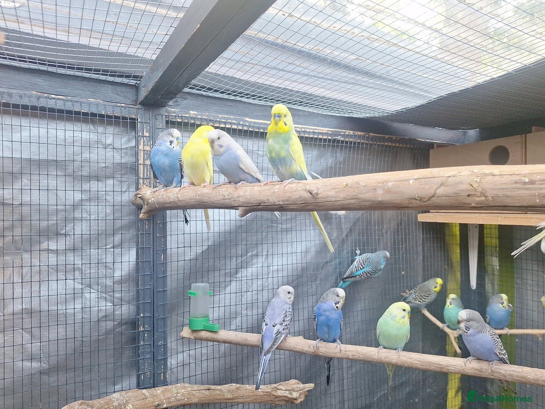 Budgerigars birds for sale: budgies for sale birmingham. - Image 1
