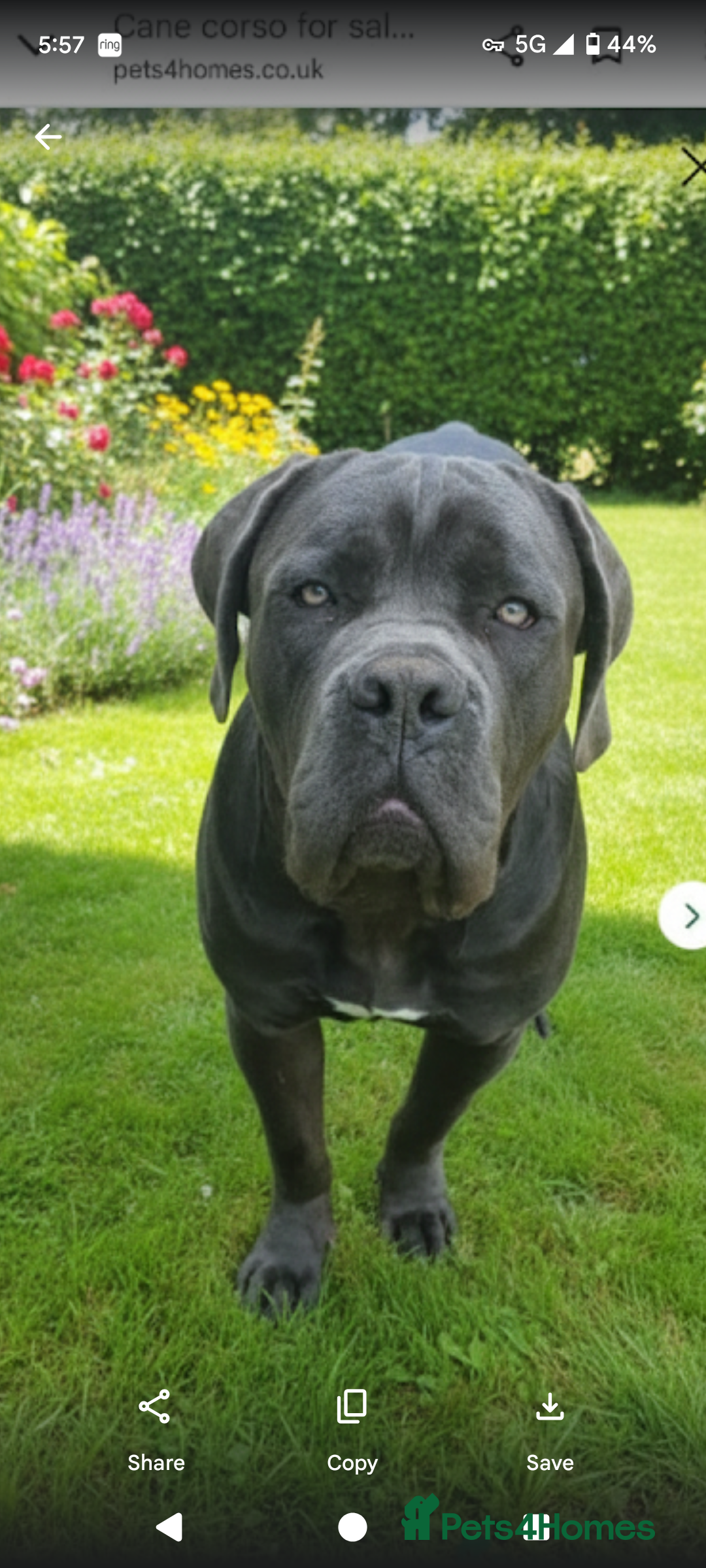 Cane Corso dogs Urgent 2 cane corsos for sale  - Advert 3