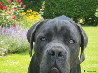 Cane Corso dogs Urgent 2 cane corsos for sale - Advert 3