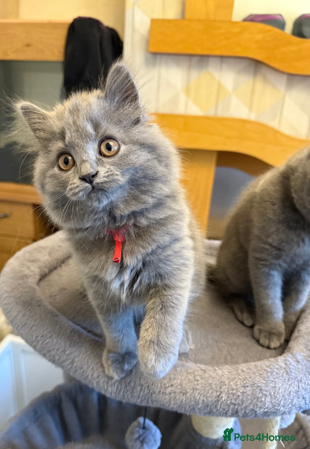 British Longhair cats for sale: Beautiful GCCF registered British long haired  - Image 4