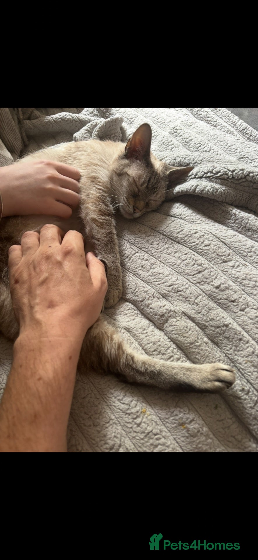 Bengal cats Females/single person/farm cat - Advert 4