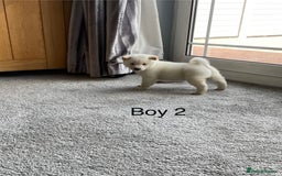 Japanese Shiba Inu dogs for sale: Health Tested Japanese Shiba Inu Puppies - Image 11