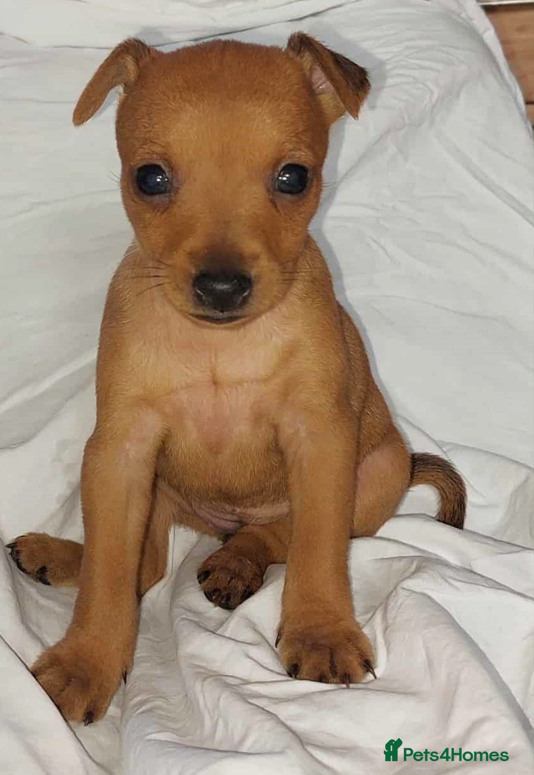 Miniature Pinscher dogs for sale: LAST PUPPY - LADYLUCKPINS KC MIN PINS - Advert 34