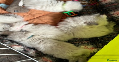 Persian cats - Advert 2