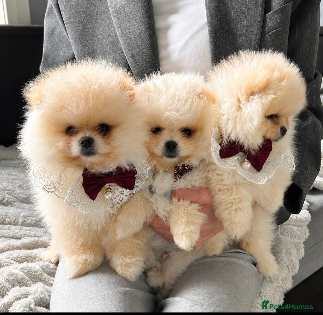 Pomeranian dogs  ✨KCRegistered ✨️ Teddy Bear Pomeranian Puppies 🐾 - Advert 4