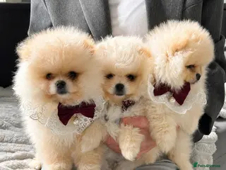 Pomeranian dogs ✨KCRegistered ✨️ Teddy Bear Pomeranian Puppies 🐾 - Advert 4