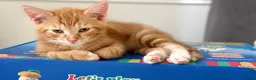 Mixed Breed cats for sale: Gorgeous Domestic Shorthair Cross Kittens - Advert 4