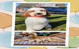 Australian Labradoodle dogs for sale: Mini Australian labradoodles, DNA health tested. - Image 11
