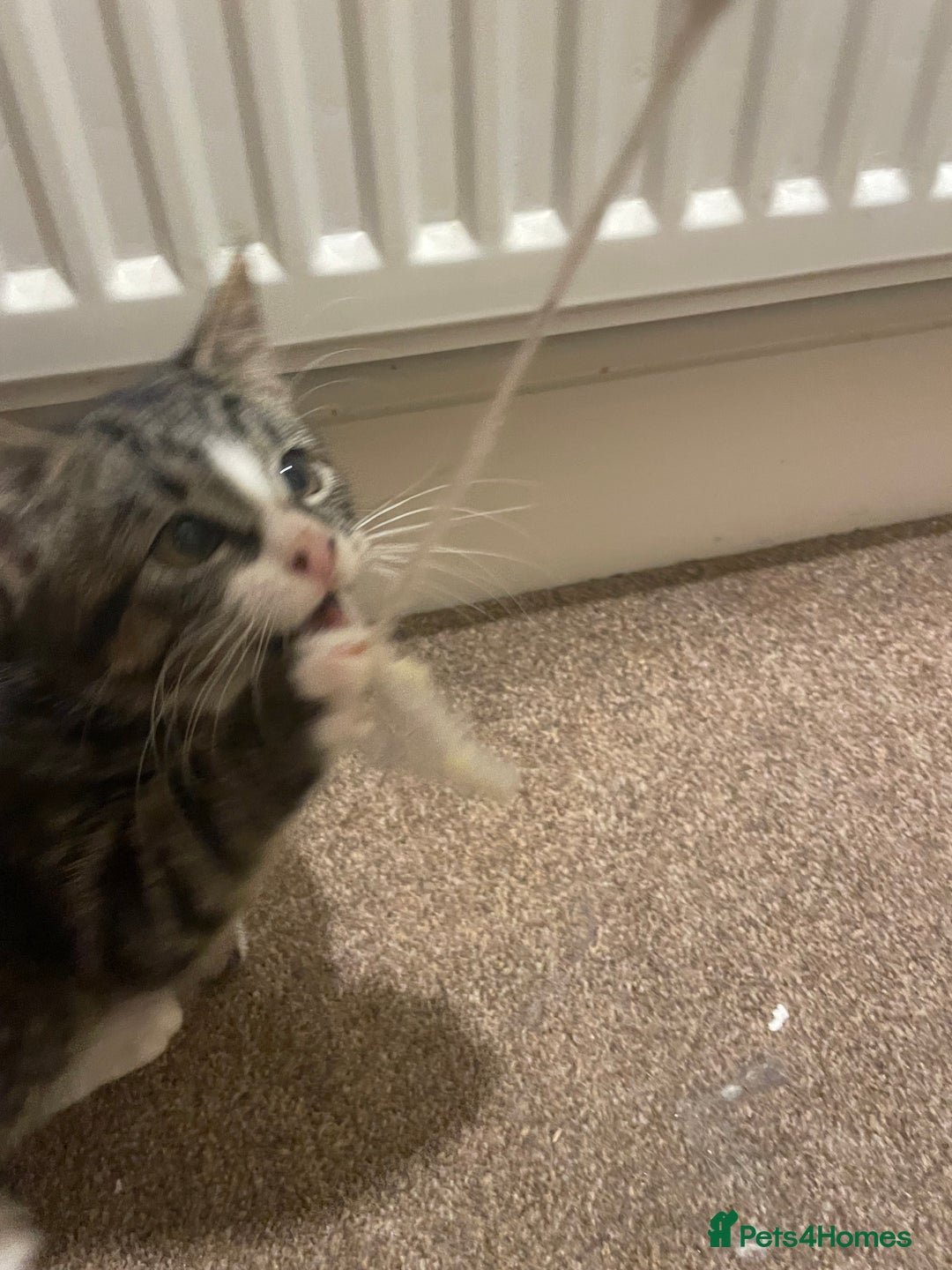 Mixed Breed cats for sale: black and brown tabby kitten - Advert 5