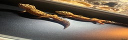 Leopard Gecko reptiles for sale: Two adult leopard geckos & vivarium setup  - Advert 4