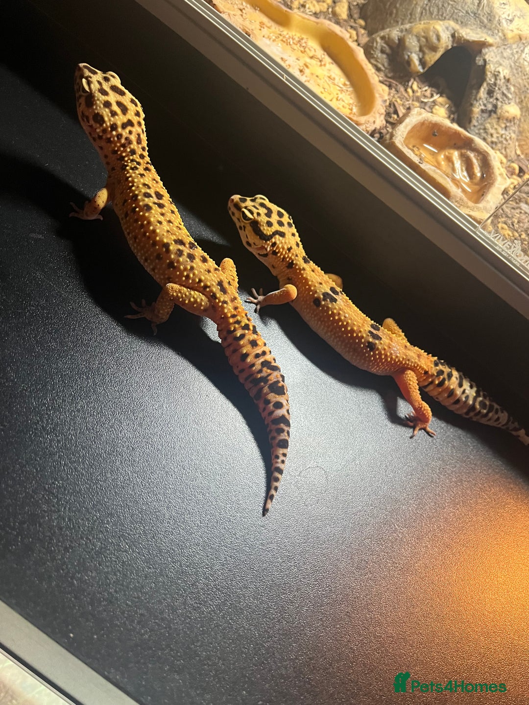 Leopard Gecko reptiles for sale: Two adult leopard geckos & vivarium setup  - Advert 4