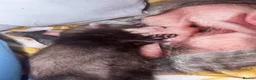 Ferret rodents for sale: Ferrets - Advert 4