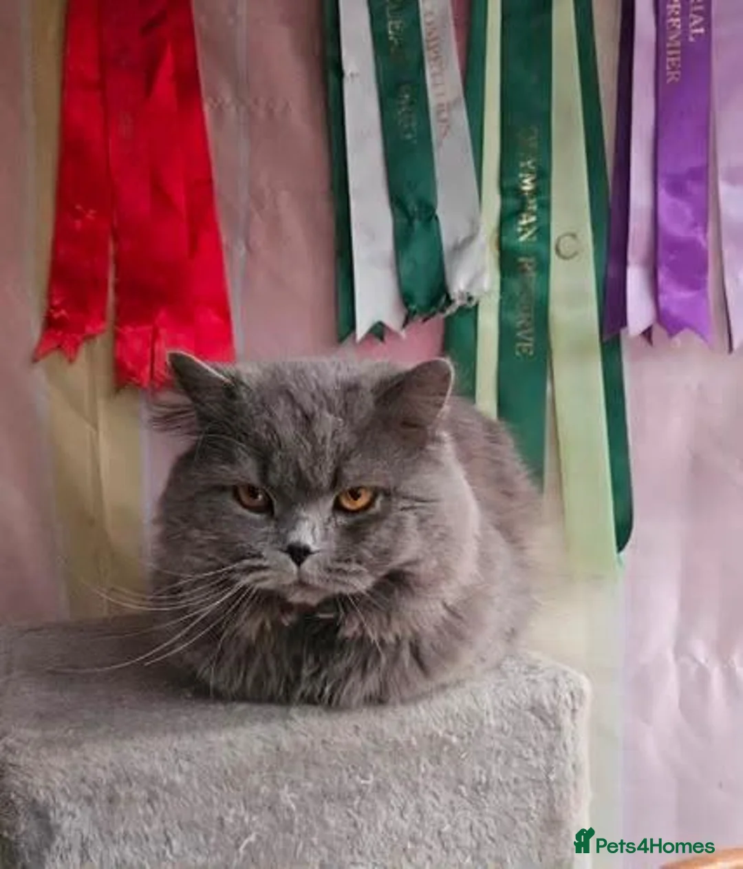 British Shorthair cats for stud: Gccf british reg studs CINNAMON / CHOC /RED / BLUE - Advert 6