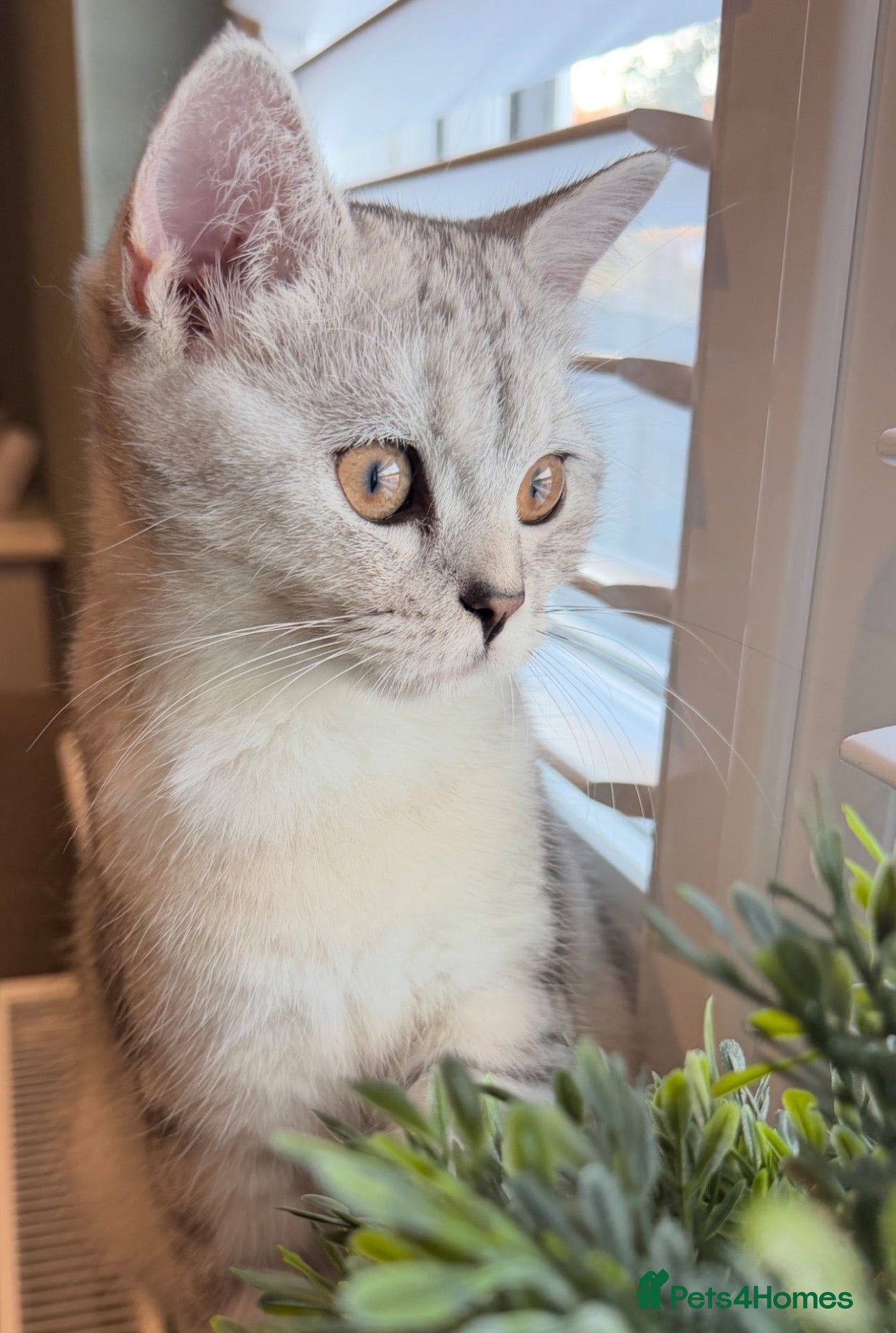 British Shorthair cats for sale: *Ready* 2 White & Grey British Short Hair Kittens  - Advert 1
