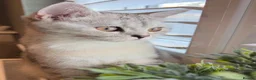 British Shorthair cats for sale: *Ready* 2 White & Grey British Short Hair Kittens  - Advert 1