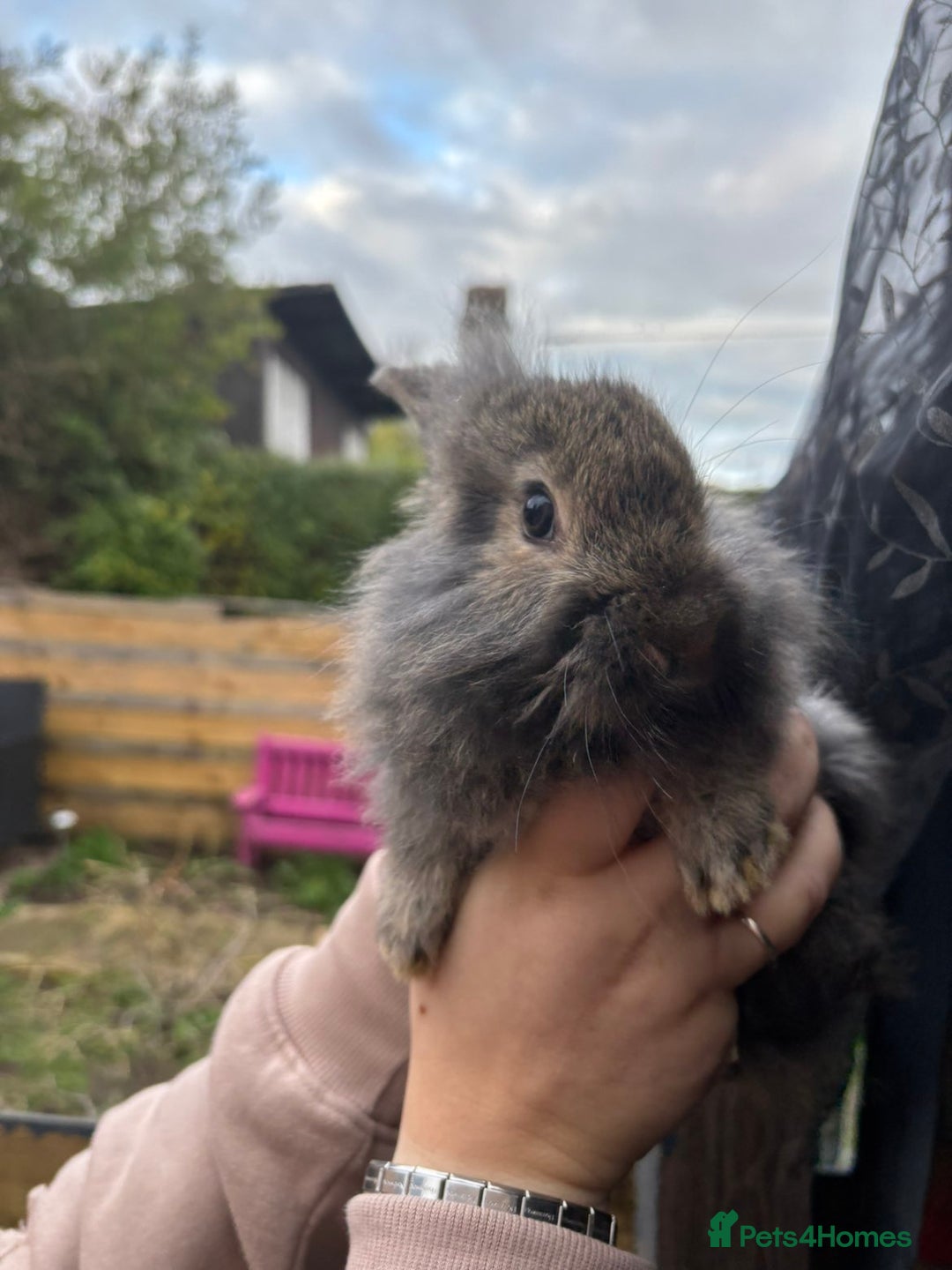Mixed Breed rabbits for sale: 11 week old lionhead/ giant continental  - Advert 1