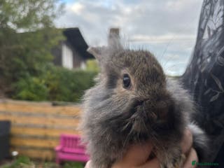 Mixed Breed rabbits 11 week old lionhead/ giant continental - Advert 3
