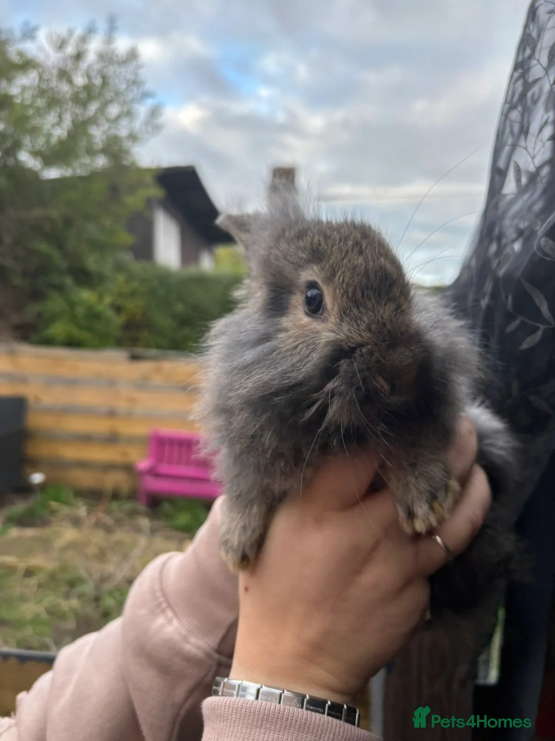 Mixed Breed rabbits for sale: 11 week old lionhead/ giant continental  - Advert 1