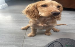 Cocker Spaniel dogs for sale: Cocker spaniel to good home  - Image 2