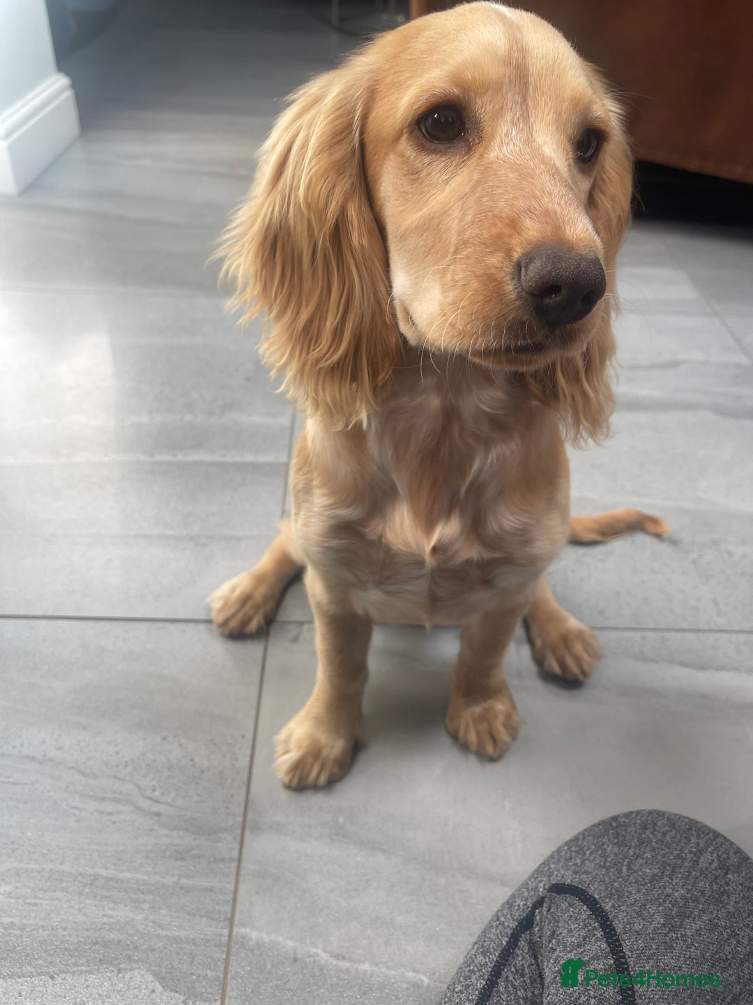 Cocker Spaniel dogs for sale: Cocker spaniel to good home  - Image 2