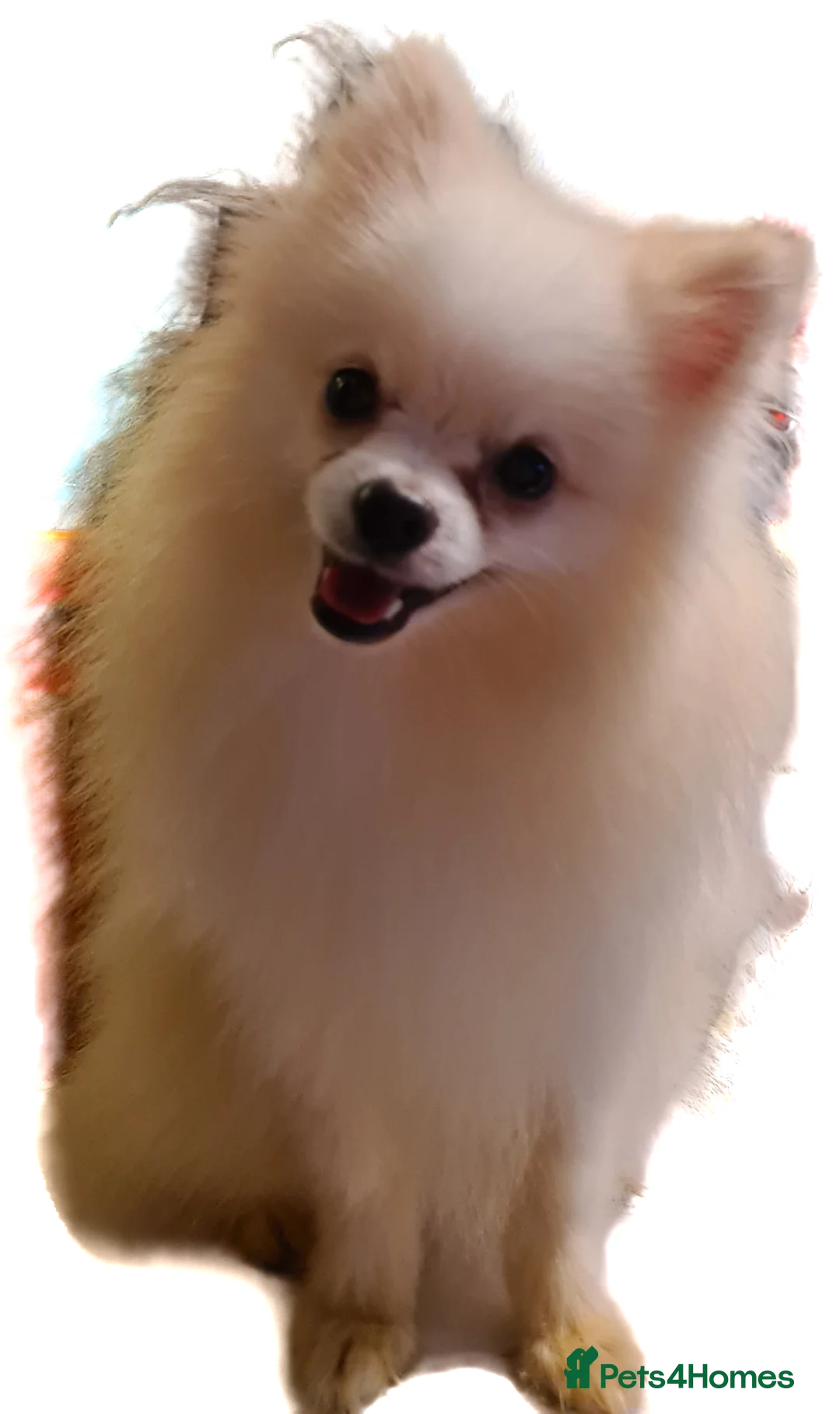 Pomeranian dogs for stud: White russian line kc reg pom  in Bedford - Advert 4