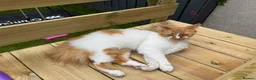 Mixed Breed cats for sale: Female cat looking for forever home - Advert 2