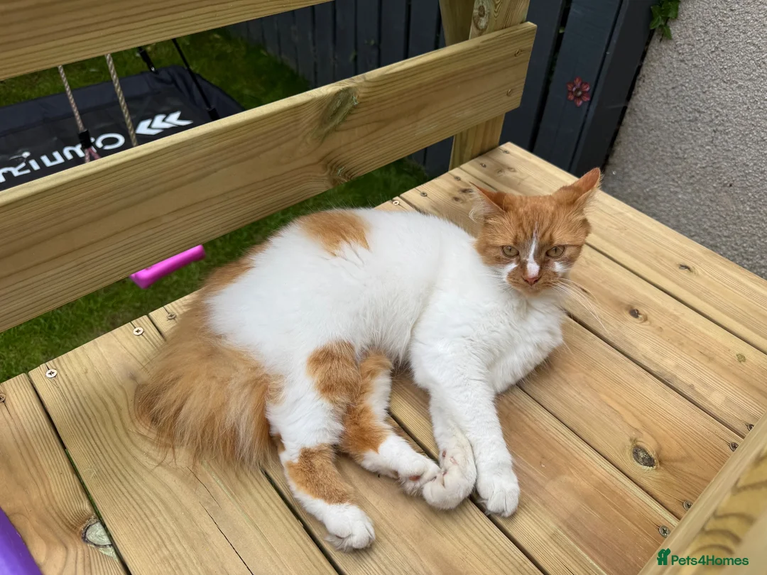 Mixed Breed cats for sale: Female cat looking for forever home - Advert 2