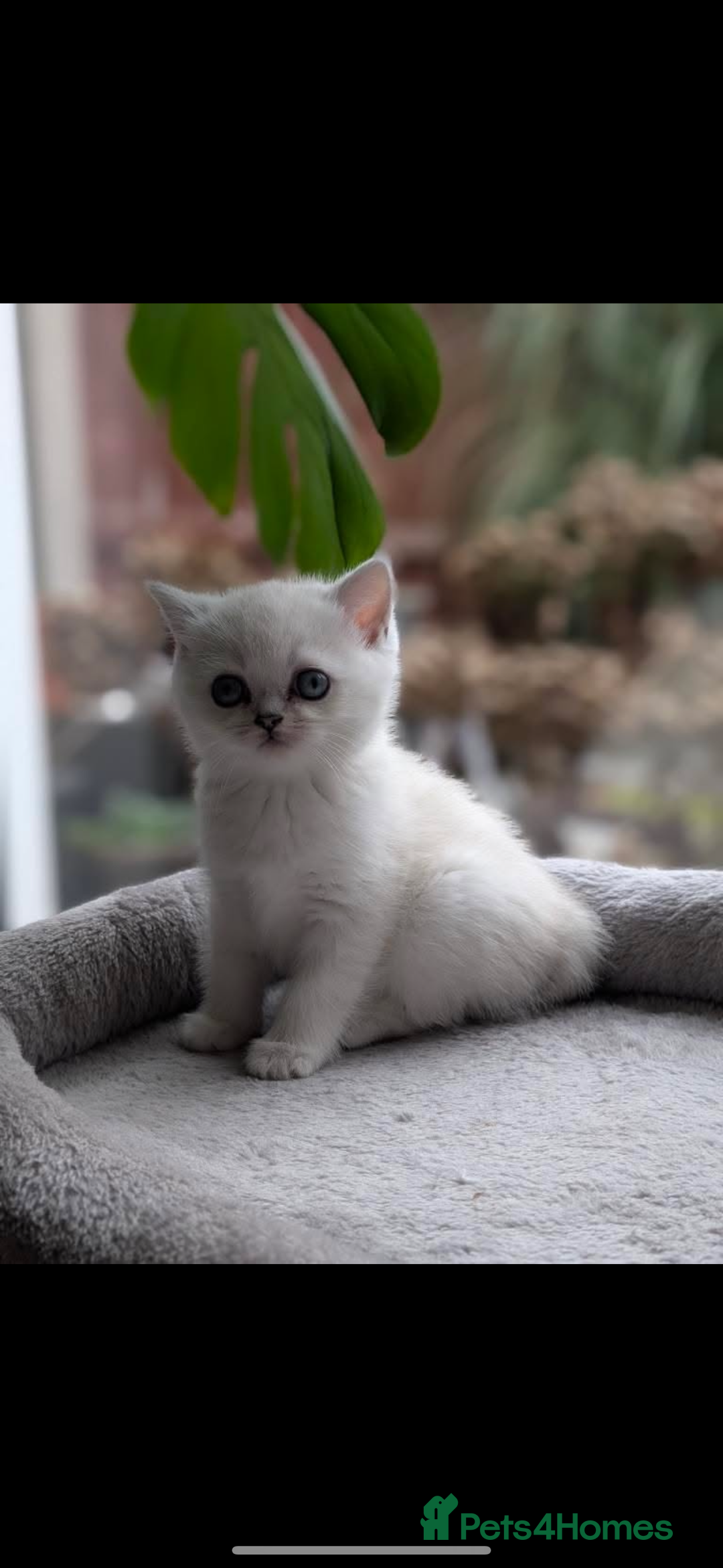 Scottish Fold cats for sale: Scottish fold / chinchilla  - Advert 12