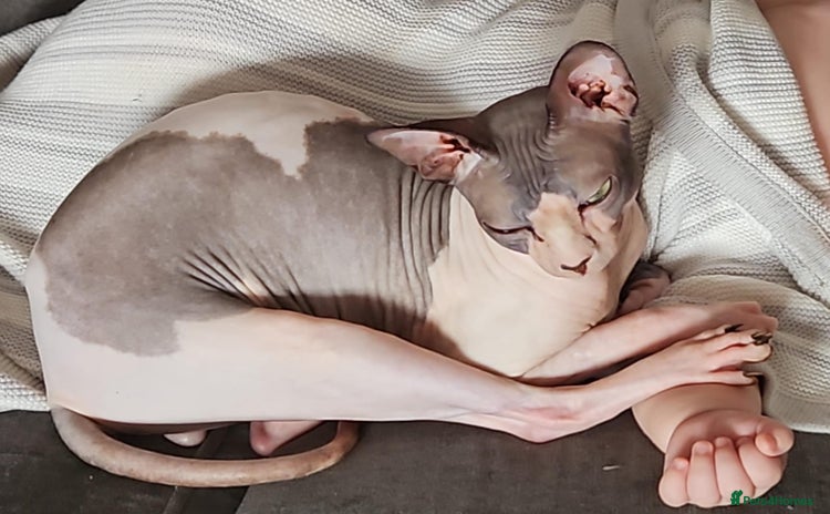 Sphynx cats - Advert 6