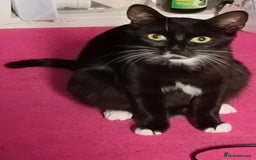 Bombay cats for sale: bombay  - Advert 1