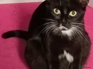 Bombay cats for sale: bombay - Advert 1